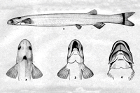 рис. 3: Apomatoceros alleni, Type, Head