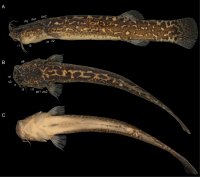 рис. 3: Cambeva flavopicta sp. nov., UFRJ 12665, holotype, 69.2 mm SL