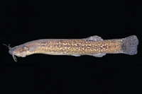 Bild 2: Trichomycterus poikilos, holotype, UFRGS 16239, 63.3 mm SL, Brazil, Rio Grande do Sul State, municipality of Júlio de Castilhos, arroio Passo dos Buracos or Tipiaia on road BR-158, upper rio Jacuí basin