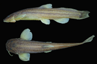Bild 2: Copionodon pecten, SL 43.2 mm