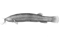 рис. 4: Eremophilus mutisii