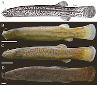 Bild 3: A: Trichomycterus venulosus, Syntype; B: Eremophilus mutisii, embalse de Tominé, SL 54 mm; C: E. mutisii, SL 72.1 mm; D: E. mutisii, Laguna de La Cocha, SL 221.9 mm