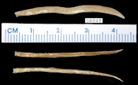 рис. 3: Glanapteryx anguilla, Holotype