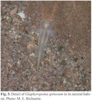 Pic. 5: Glaphyropoma spinosum in its natural habitat
