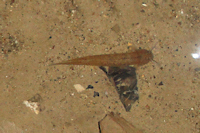 Trichomycterus guianensis in Cueva de Guácharo (Caripe, Venezuela)