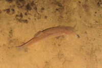 рис. 3: Trichomycterus guianensis in Cueva de Guácharo (Caripe, Venezuela)