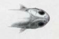 рис. 3: Henonemus macrops = Stegophilus macrops, head