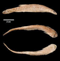Pic. 3: Henonemus punctatus = Stegophilus punctatus, Type
