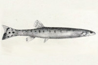 Bild 4: Henonemus punctatus = Stegophilus punctatus, Type