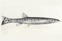 Pic. 4: Henonemus punctatus = Stegophilus punctatus, Type