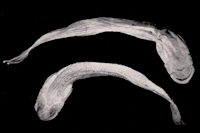 рис. 3: Homodiaetus anisitsi - Type