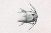 Bild 4: Ituglanis amazonicus = Trichomycterus amazonicus, head