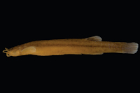Ituglanis boticario, holotype (LIRP-11010B, 69,7 mm SL). Brazil: Goiás state, Mambaí municipality, Tarimba cave
system; Mambaí karst area, upper Tocantins River Basin