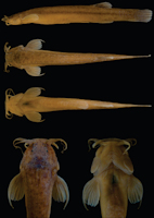 Pic. 3: Ituglanis boticario, holotype (LIRP-11010B, 69,7 mm SL). Brazil: Goiás state, Mambaí municipality