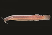 Ituglanis inusitatus, holotype