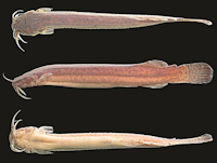 Pic. 3: Ituglanis inusitatus, holotype, UFRGS 21829, 62.2 mm SL; arroio São João, Alegrete, rio Ibicuí basin, Rio Grande do Sul State, Brazil