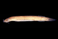 Ituglanis macunaima, holotype, MZUSP 88452, 30.5mm SL; Brazil, Mato Grosso, corixo da Saudade