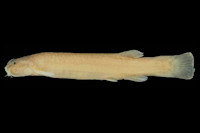 Ituglanis mambai, holotype, MCP 42538, 53.4 mm SL. Lapa do Sumidouro Cave, Posse, Goiás, Brazil