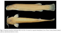 Pic. 3: Ituglanis mambai, holotype, MCP 42538, 53.4 mm SL. Lapa do Sumidouro Cave, Posse, Goiás, Brazil. Lateral (above) and dorsal (below) views