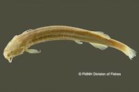 Pic. 3: Ituglanis parahybae = Pygidium proops parahybae, Holotype