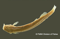 foto 4: Ituglanis parahybae = Pygidium proops parahybae, Holotype