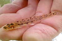 Microcambeva caissara