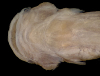 рис. 4: Miuroglanis platycephalus, ventral
