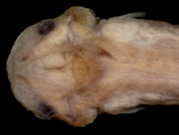 Bild 3: Miuroglanis platycephalus, dorsal