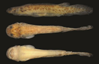 рис. 3: Ochmacanthus batrachostoma, MZUSP 59340 (25.25 mm SL), Brazil, Mato Grosso do Sul, Corumbá, dead arm of Abobral 3