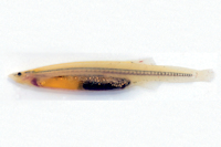 Paracanthopoma saci. Lateral view of MZUSP 125622, 19.9 mm SL