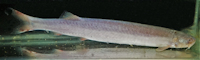 Pareiodon microps von Maynas, Peru