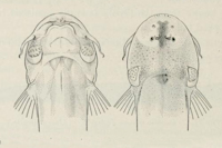Bild 5: Vandellia hasemani = Plectrochilus machadoi, head ventral + dorsal