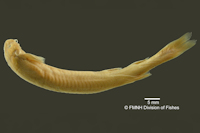 Vandellia hasemani = Plectrochilus machadoi, dorsal
