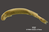 Pic. 3: Vandellia hasemani = Plectrochilus machadoi, ventral