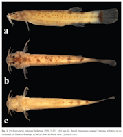 рис. 3: Trichomycterus anhanga, holotype, INPA 25125, 10.0 mm SL. Brazil, Amazonas, igarapé Extrema, tributary of rio
Aripuanã, rio Madeira drainage