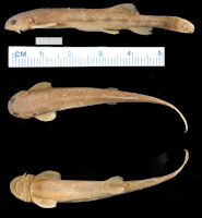 рис. 3: Pseudostegophilus haemomyzon, Holotype