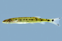 Pseudostegophilus maculatus