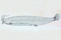 Bild 4: Pygidianops eigenmanni, lateral