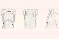рис. 5: Pygidianops eigenmanni, head