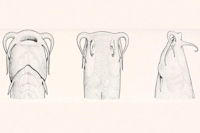 Bild 5: Pygidianops eigenmanni, head