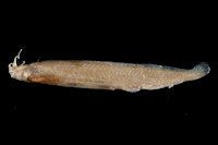 Pygidianops eigenmanni, Holotype