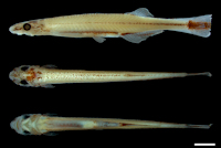 рис. 3: Rhinotridens chromocaudatus, new genus and species, holotype, MZUSP 128216, 17.57 mm SL. Brazil, Amazonas, rio Ipixuna, tributary of the rio Purus, rio Solimões basin.