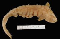 Pygidium totae = Rhizosomichthys totae, dorsal