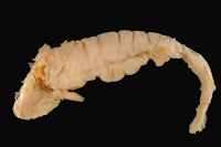foto 3: Pygidium totae = Rhizosomichthys totae, ventral