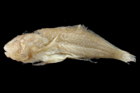 Sarcoglanis simplex, Holotype