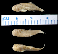 рис. 3: Sarcoglanis simplex, Holotype
