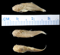 foto 3: Sarcoglanis simplex, Holotype