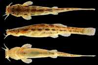 foto 3: Scleronema milonga, new species, holotype (MCP 54165; 37.8 mm SL), Brazil, Rio Grande do Sul, Dezesseis de Novembro, arroio Lageado Araçá, rio Ijuí drainage, lower rio Uruguay