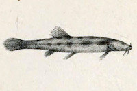 рис. 5: Scleronema minutum