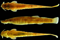 рис. 3: Scleronema teiniagua, holotype (ZVC-P 14522; 45.2 mm SL) Uruguay, Artigas, arroyo Tres Cruzes, río Cuareím basin, lower río Uruguay